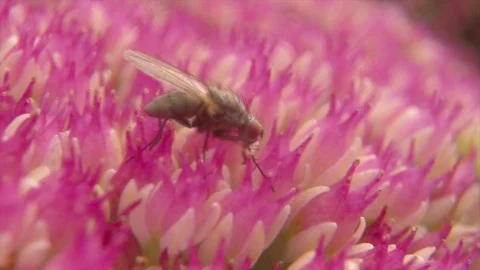 Fly feeding in Maco Slow Motion 库存影片 89975458