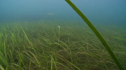 Fly by feld or green eel geass 動画素材 56850797