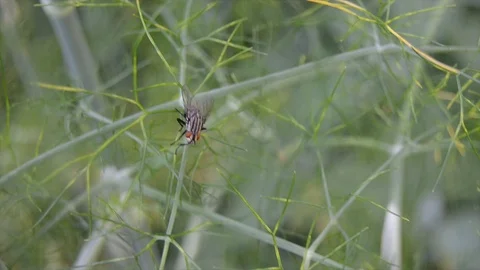 Fly on fennel 動画素材 92952421