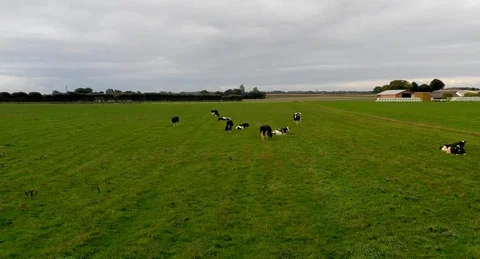 Fly from field with cows to ocean Stock Footage 116480625