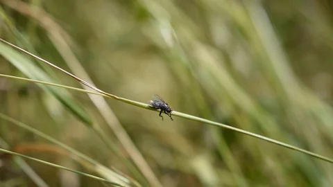 Fly in the field Stock Footage 113346470