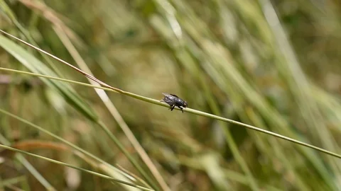 Fly in the field Stock Footage 113346484