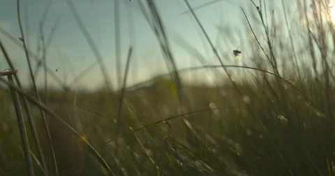 Fly Field Grass Slow Motion Nature Stock Footage 114192823