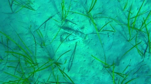 Fly Fish and mussels under water in the sea Vidéo 80787085