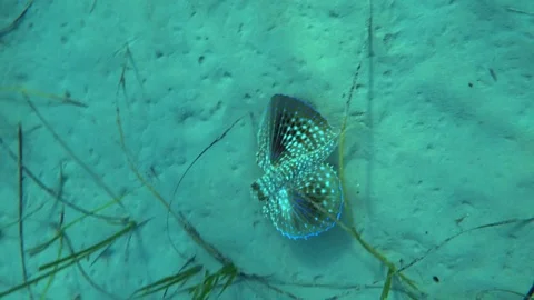 Fly Fish under water in the sea Vidéo 80787867