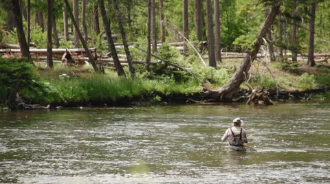 Fly fisherman casting in slow motion Stock Footage 46420191