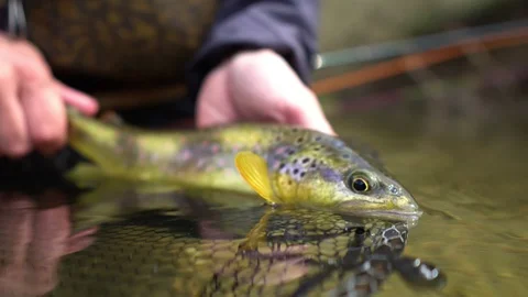 1,200+ Trout Fishing Stock Videos and Royalty-Free Footage