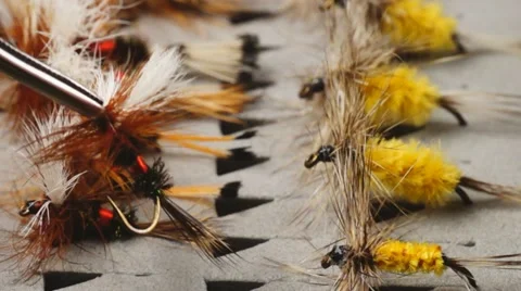 Fly Fishing Vidéo 11019944