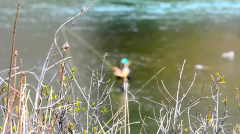 Fly Fishing Rack Focus Stock Footage 49040771