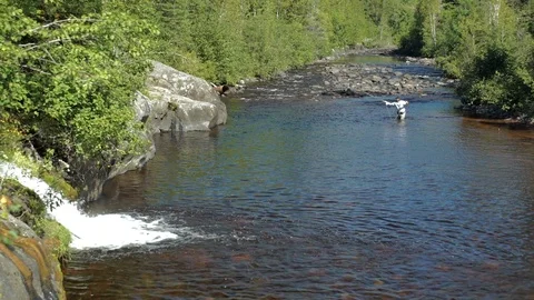 Fly fishing in river with waterfall Stock Footage 121389371