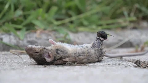 Fly Flies On And Off A Dead Mouse's Body In Slow Motion, 120fps Stock Footage 139453260