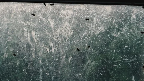 Fly. Flies crawl through a dirty window. Video stock 122413256