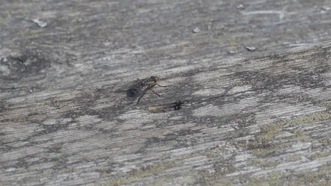 Fly flies off railing 스톡 동영상 106300232