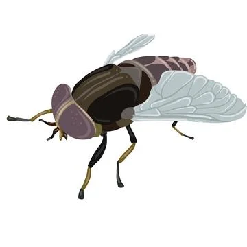 Fly. Flight into the Microscopic World Stock Illustration