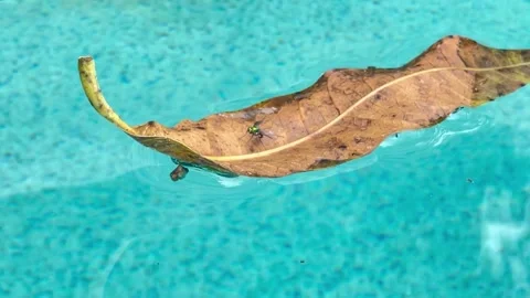 Fly floating on a leaf Vídeos de archivo 172335829