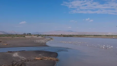 Fly into the flock of birds Stock Footage 106570384