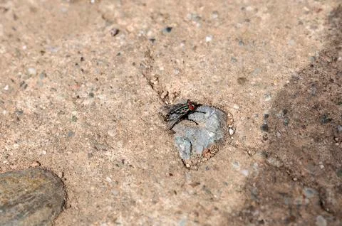 Fly on the floor Stock Photos