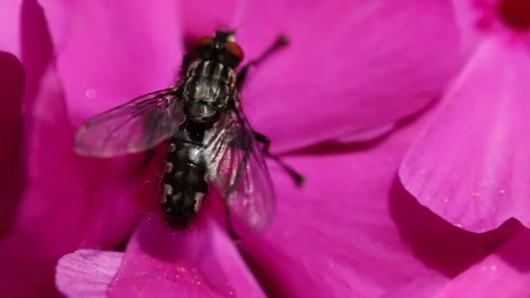 A fly on a flower, close-up of an insect. Video stock 205044688
