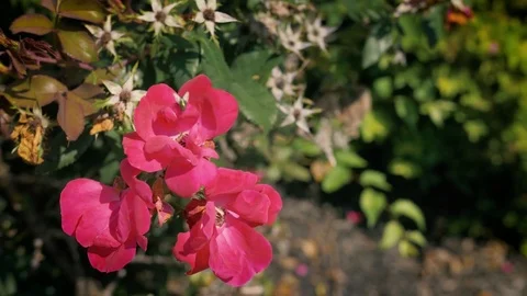 Fly on Flower - Color Graded Stock Footage 79544562