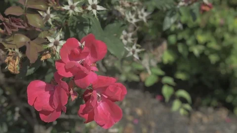 Fly on Flower - Flat Profile Stock Footage 79544561