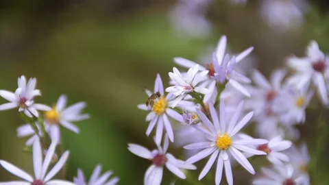 Fly on Flower flies away Slow Motion Shallow Depth of feild HD 30p Duluth Min Stock Footage 87798613