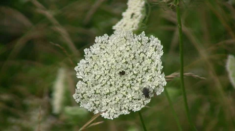 Fly on a flower Stock Footage 461067