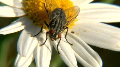 Fly on flower Stock-Footage 720968