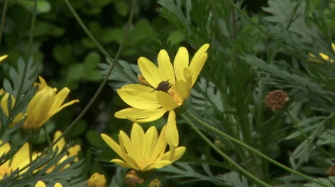 Fly on flower Stock Footage 48041631