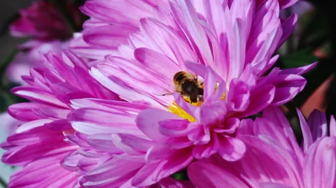 Fly on Flower Видео 56078636
