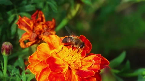 Fly on Flower Stock Footage 57101993