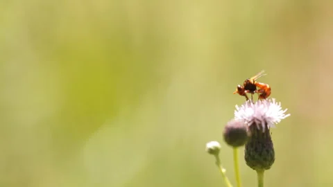 Fly on flower Stock Footage 89526598