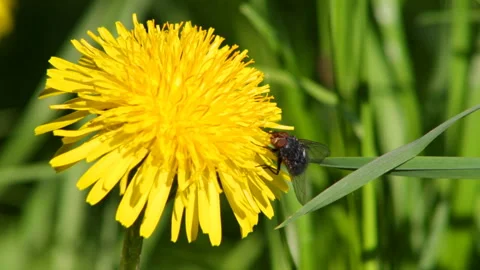 Fly on the flower Stock Footage 91655670