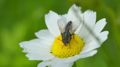 A fly on a flower Stock Footage 121250845