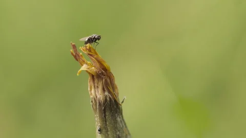 A fly on a flower 動画素材 250128707