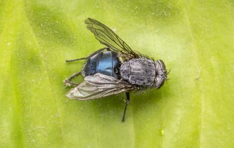 A fly on a flower leaf Stock Photos