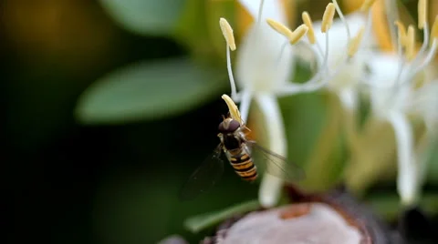 Fly on flower. Macro footage. Video stock 36717919