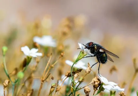 Fly on a flower macro Stock Photos