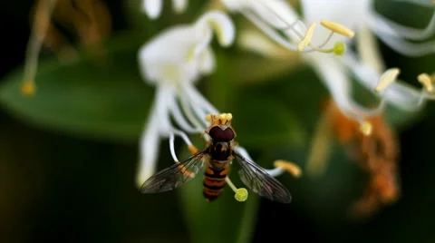 Fly on Flower. Macro Video. Stock Footage 36718300