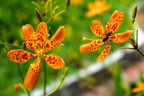 Fly flower Stock Photos