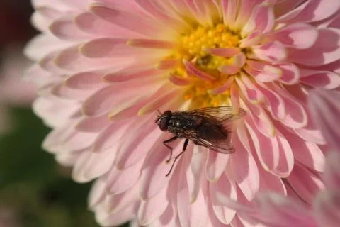 Fly on flower 스톡 사진
