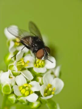 Fly on flower Stock Photos