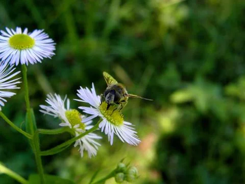 Fly on a flower 스톡 사진
