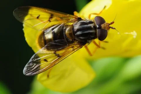 Fly on flower Stock Photos