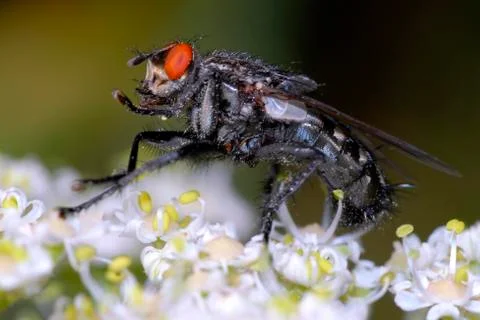 Fly on flower Stock Photos