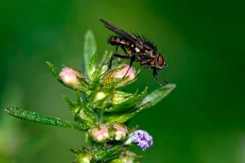 Fly on flower Foto stock