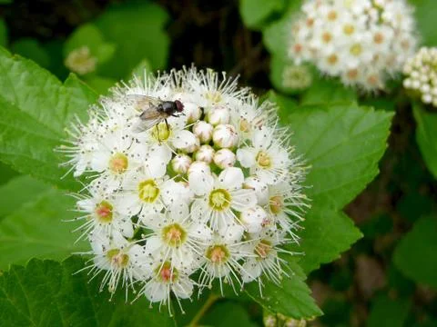 Fly on flower Foto stock