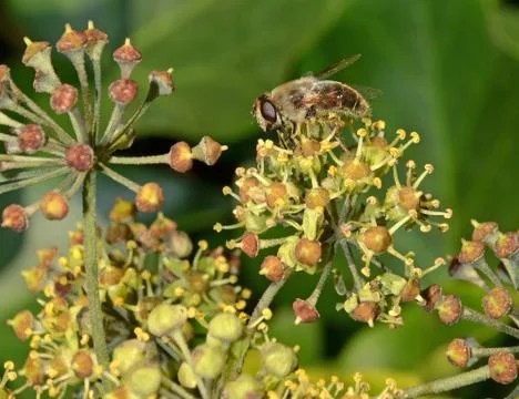 A fly on a flower Stock Photos