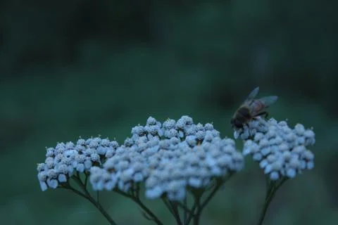 A fly on a flower Stock Photos