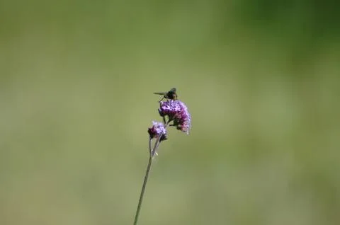 Fly on flower Stock Photos
