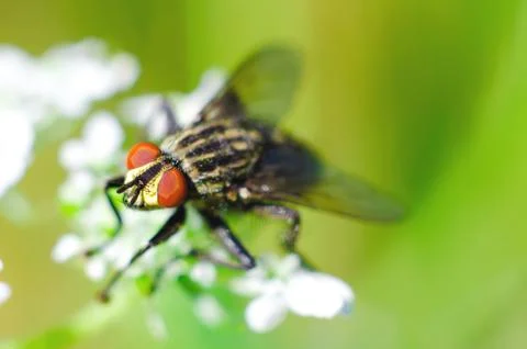 Fly on a flower Stock Photos